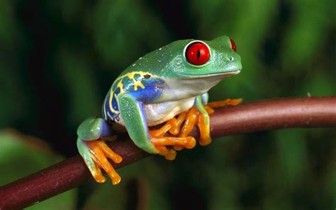 Image result for Tree Frog Colors