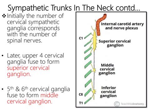 Cervical sympathetic trunks ANATOMY | PPTX