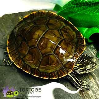 Image result for Dwarf Turtle