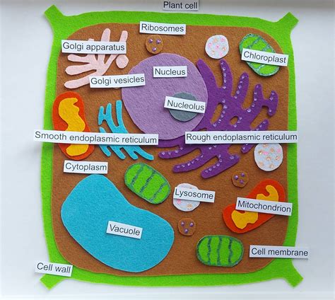 Plant Cell 3d Model Project Ideas
