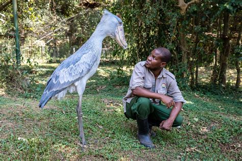 A Rare Shoebill Stork has moved into Exmoor Zoo - This is my Devon