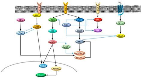 Dual Kinase Targeting in Leukemia