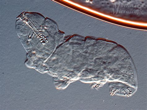 Image result for Interference Microscope