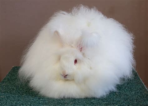 Help with your angoras - UK National Angora Rabbit Club