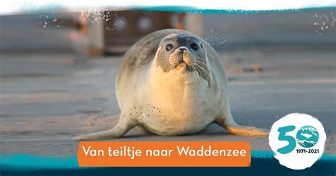 ZEEHONDENCENTRUM PIETERBUREN (2026) All You Need to Know BEFORE You Go ...