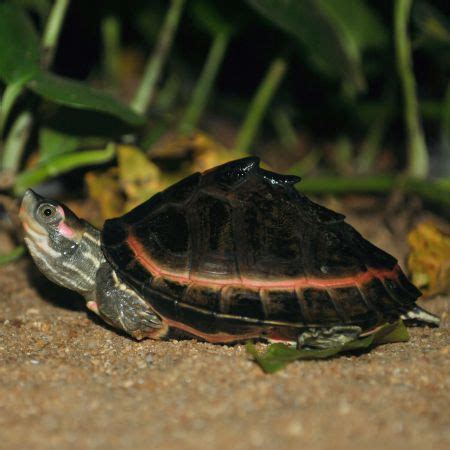 The Madras Crocodile Bank Trust & Centre for Herpetology