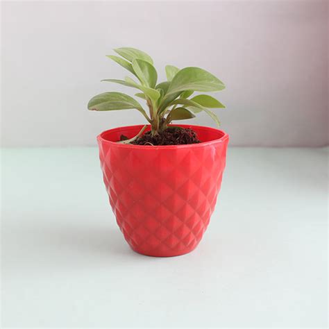 Send Ficus Compacta Plant with Cycle Online - GAL19-93991 | Giftalove