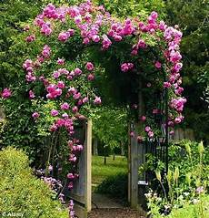 Climbing Plant Shade by Landscaping And Outdoor Building The Best Climbing Plant Climbing Plant Shade