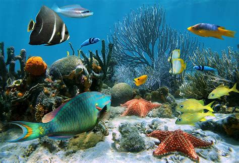 Animal Swim 的图像结果