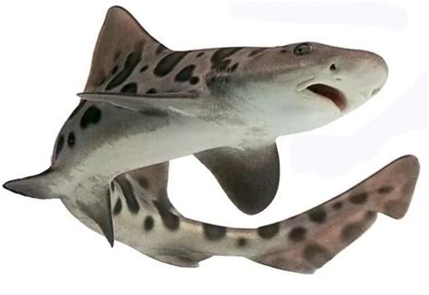 虎鲨（卵胎生动物） - 搜狗百科