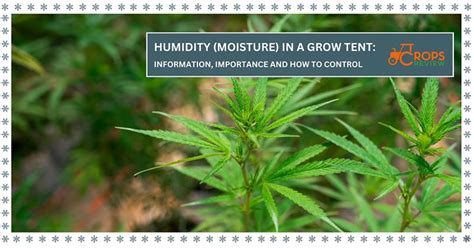 Image result for Humidity Grow Tent