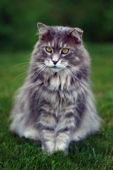 Persian Cat