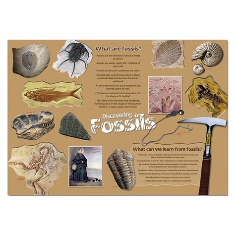 Fossils poster