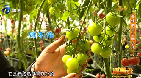 青中带红西红柿，个个带尖，新品种还是打激素？_腾讯新闻