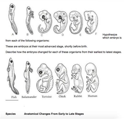 Evidence for Evolution Worksheet 的图像结果