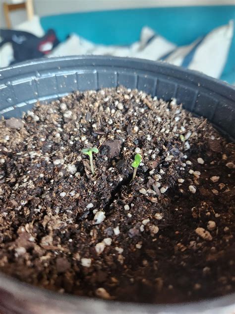 Plante 4 de estas semas en 4 macetas y estan creciendo 2 en una maceta ...