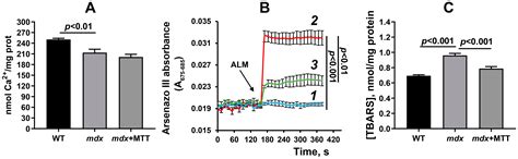 Mitochondrial Transplantation Therapy Ameliorates Muscular Dystrophy in ...