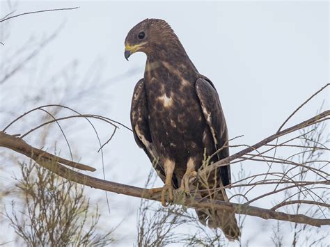 European Honey Buzzard