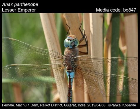 Anax parthenope Selys, 1839 - Lesser Emperor | Odonata