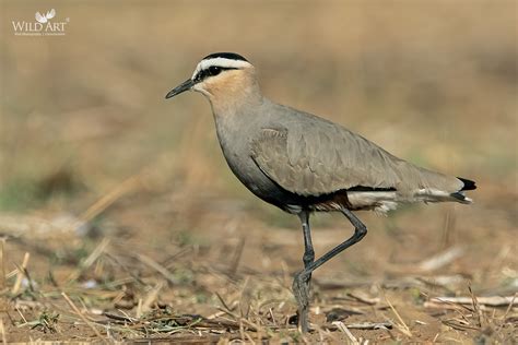 Sociable Lapwing | Lapwings | Plovers & Lapwings (Charadriidae ...