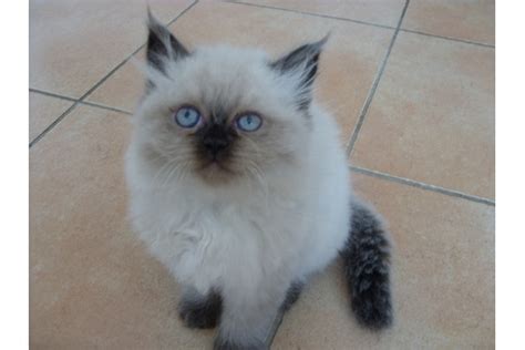 Wünderschöne Colorpoint Perser Mix Kätzchen in Bornheim | Tiere ...