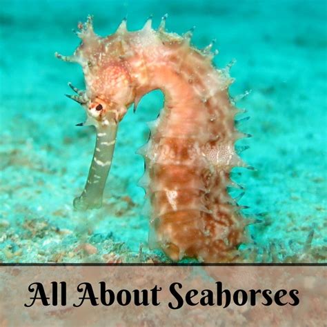 All About Seahorses: How to Purchase, Care, and Fun Facts