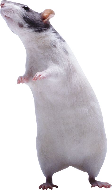 Image result for Rat Dance Note Block