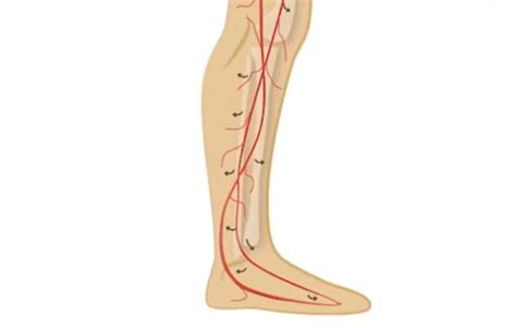 Image result for Leg Circulation Problems Symptoms