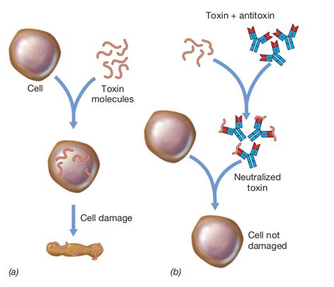 Neutralization Test 的图像结果