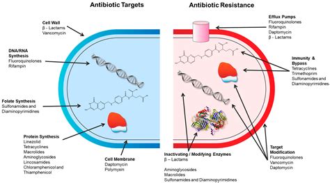 Current Understanding of Potential Linkages between Biocide Tolerance and Antibiotic Cross ...