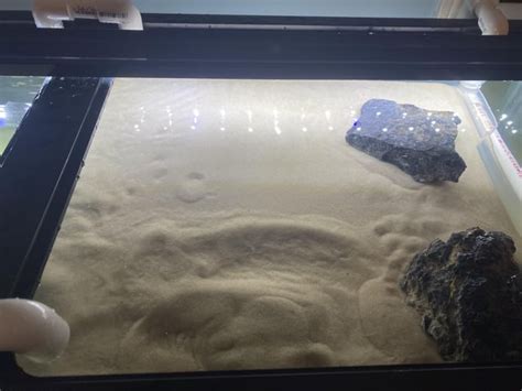 Image result for Soft Shell Turtle Tank