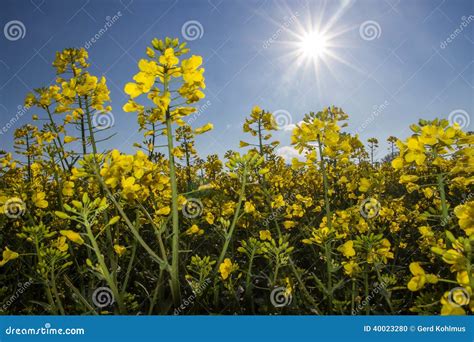 Closeup of Mustard Seed Plant Stock Photo - Image of mustard, field ...
