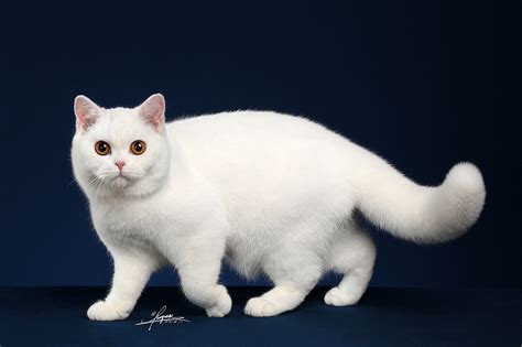 纯种英短蓝白猫活猫幼体英国短毛猫矮脚幼崽折耳猫活体宠物猫咪-阿里巴巴