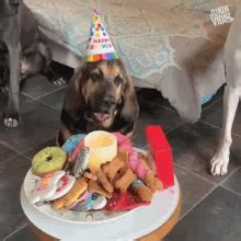 Happy Birthday Dog GIFs | Tenor