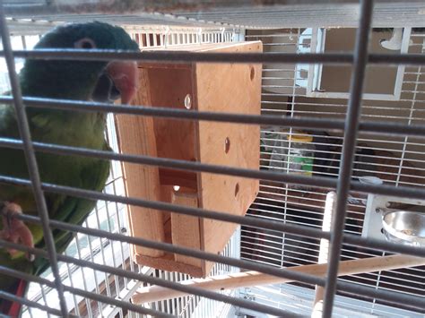 Image result for Bird Box for Conures