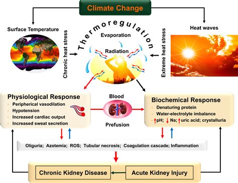 Climate Change, Heat Stress, and Kidney Disease–Associated Mortality and Health Care Utilization ...