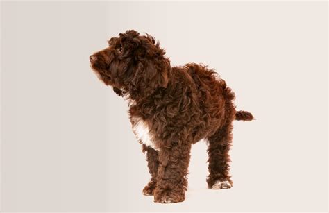 Image result for Cockapoo Problems
