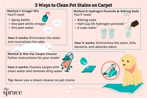 How to Clean Dog Urine from Carpet: Expert Tips – Home Improvement Way