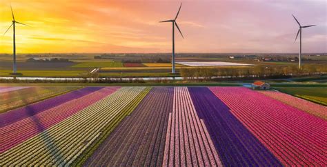 netherlands tulip: Places to see tulips in Netherlands | EconomicTimes