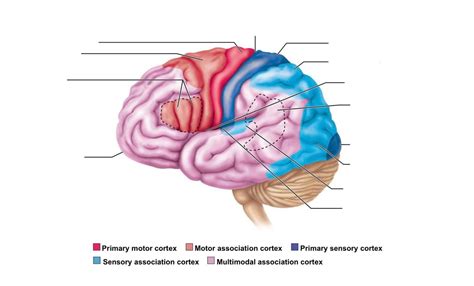 Image result for FR Cortex