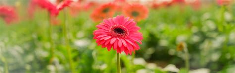 Crops for Protected Cultivation | Polyhouse & Nethouse Farming