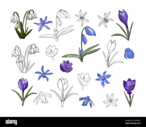Draw Spring Flower at Josephine Blumberg blog