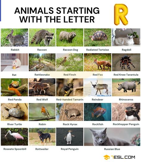 Animals that Start with S Huge List of 120 Animals Starting with S ...