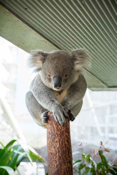 Koala Fun Koala Facts For Kids | Australian Animals | Marsupials