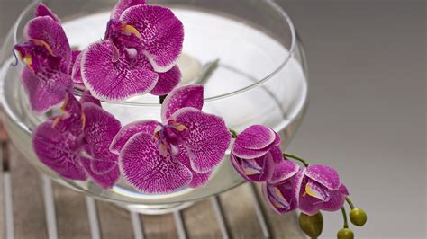 How to Grow Orchids Using the Hydroponic Method: Water Culture Guide - Archaeological art