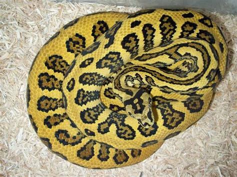 Image result for Jaguar Carpet Python