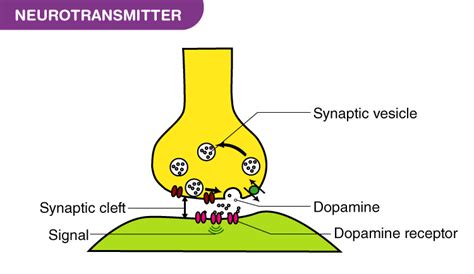 What Is a Neurotransmitter 的图像结果