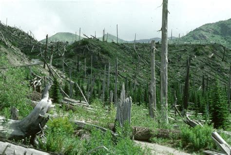 Image result for Secondary Succession Fire Example