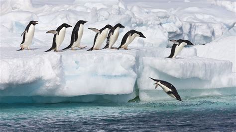 Antarctica 的图像结果