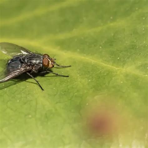 Flight Structures in Insects 的图像结果